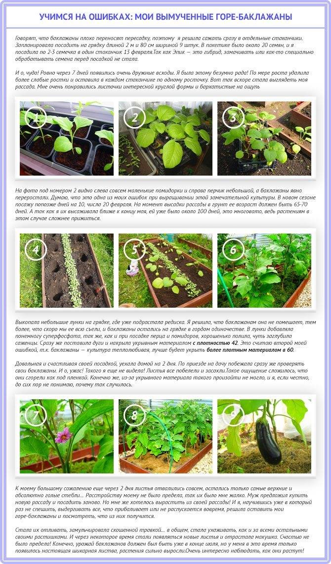 Как правильно сажать баклажаны в открытый грунт рассадой фото