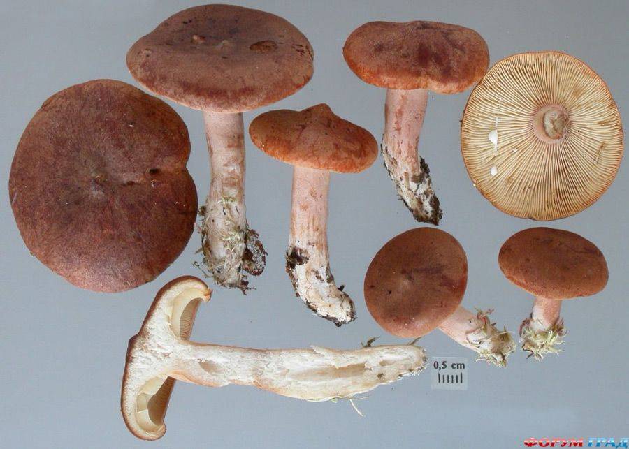 Горькушка (lactarius rufus), сухарка, горький груздь, горянка, горчак — фото и описание массового гриба хвойных лесов