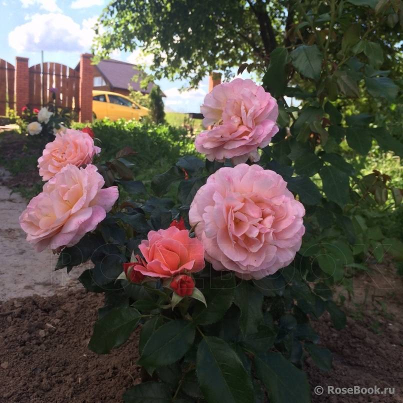 Роза мари кюри флорибунда: фото и описание сорта | qlumba.com