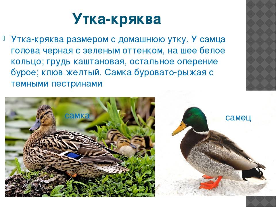 Серая утка, украинская порода уток (фото и видео)