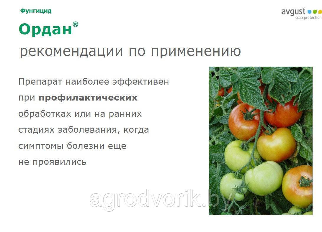 Обработка орданом томатов в теплице. Ордан август. Ордан 12,5г. Препарат Ордан для томатов. Ордан фунгицид инструкция.