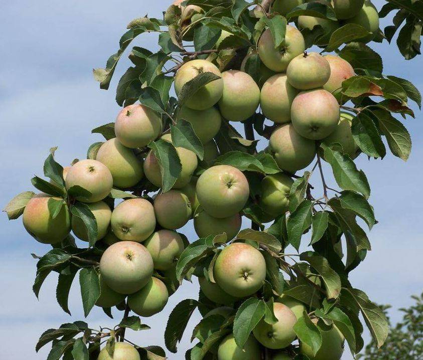 Яблоки семеренко – высокоурожайный сорт
