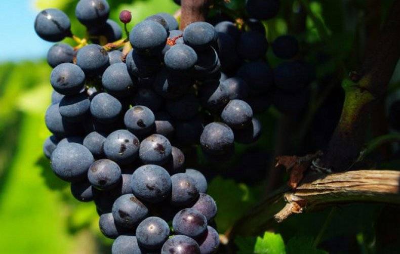 Белый виноград: польза и вред для организма женщин и мужчин, калорийность и и пищевая ценность