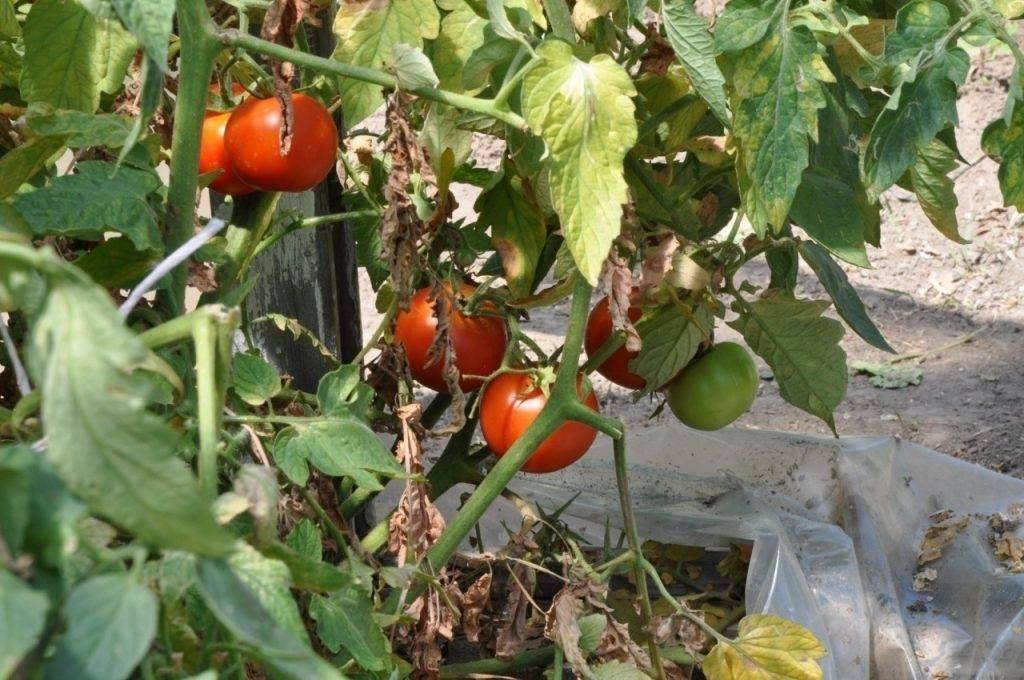 Медный купорос для помидоров: применение как развести