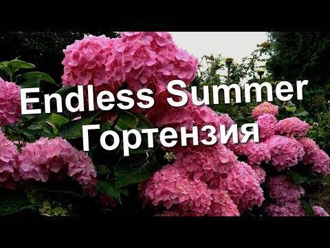 Гортензия крупнолистная бесконечное лето (endless summer): фото, отзывы, описание, характеристики.