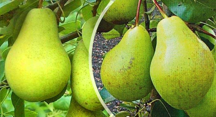 Сорт груши просто мария – описание, отзывы, фото, достоинства и недостатки