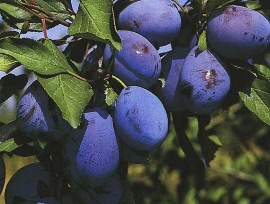 Слива стенлей: описание дерева, характеристики, плюсы и минусы сорта + особенности посадки и ухода, отзывы дачников