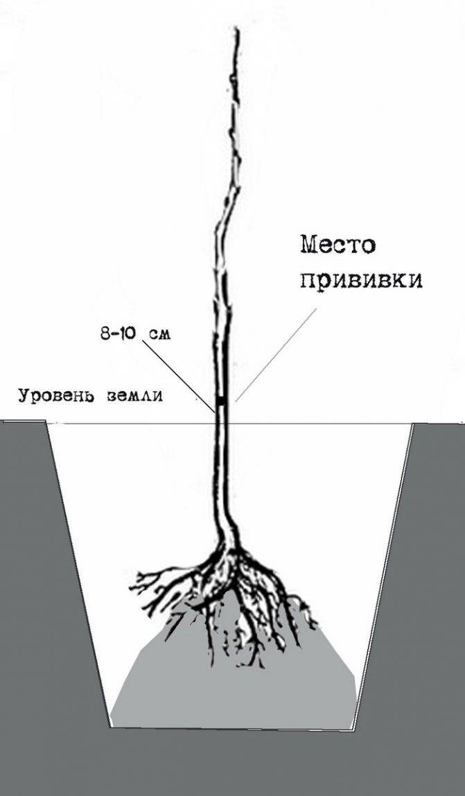 Как правильно посадить яблоню и грушу весной: правила, расстояния, способы