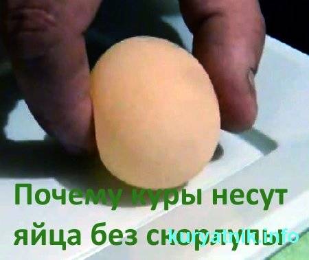 Тонкая скорлупа у куриных яиц и другие проблемы яйцекладки