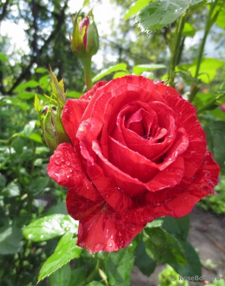 Чайно-гибридная роза ред интуишн: особенности внешнего вида, условия посадки и ухода