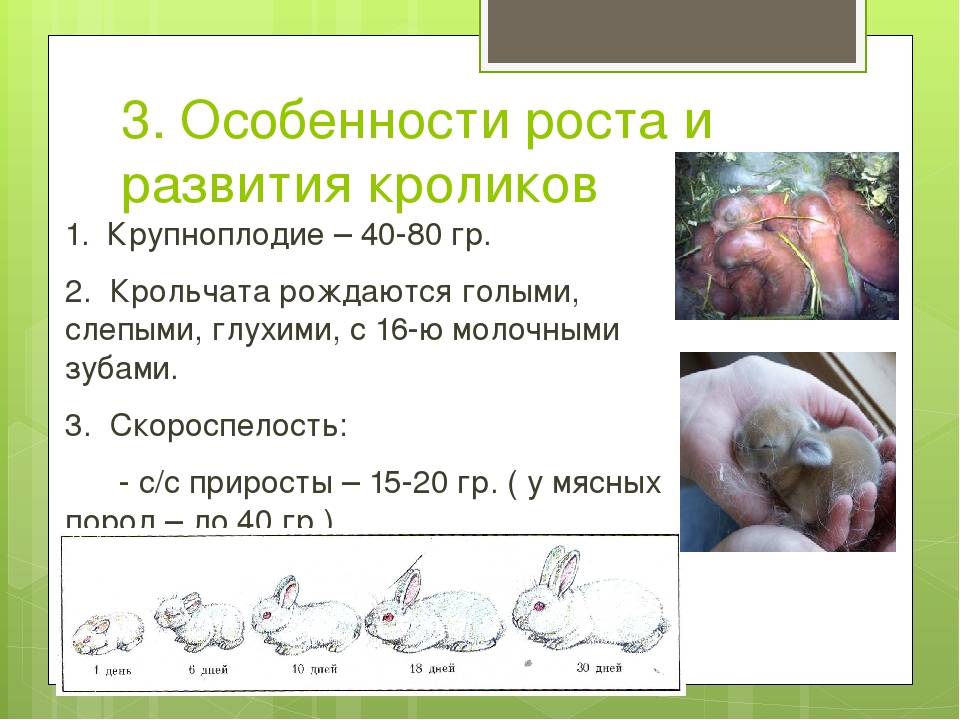 8 признаков, как можно узнать что крольчиха беременна