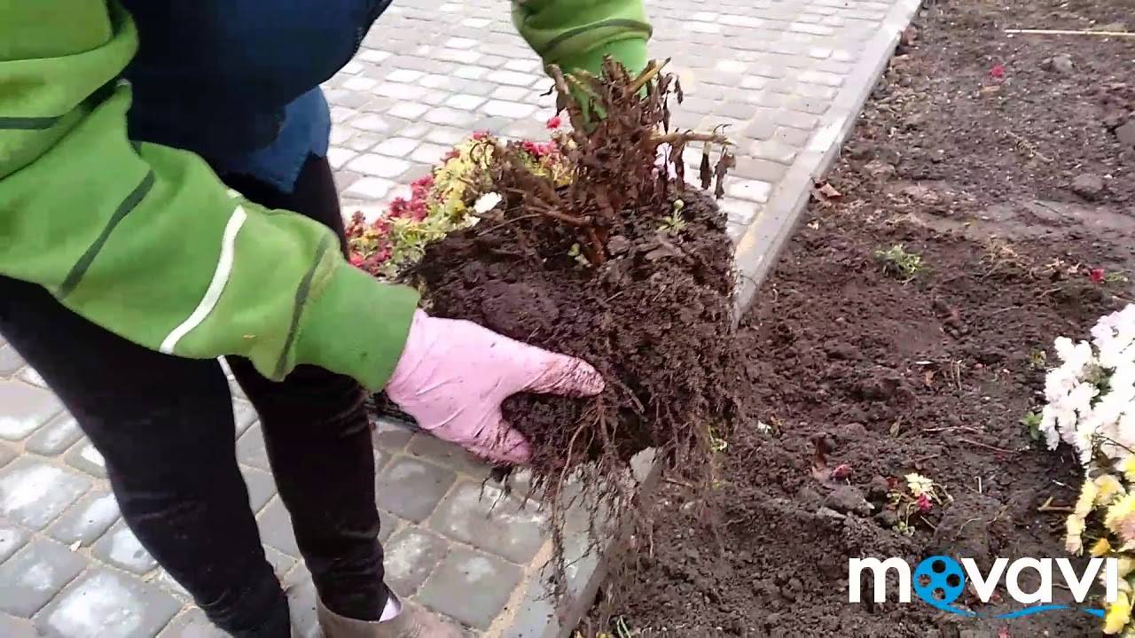 Как сохранить хризантемы зимой в горшках?
