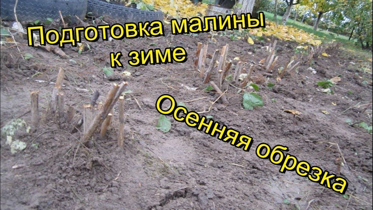 Малина: уход осенью подготовка к зиме