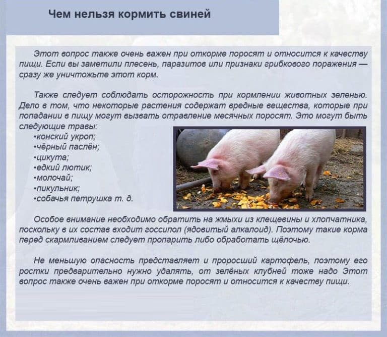 Как содержать свинью в домашних условиях на бекон, самый эффективный откорм поросёнка для привеса