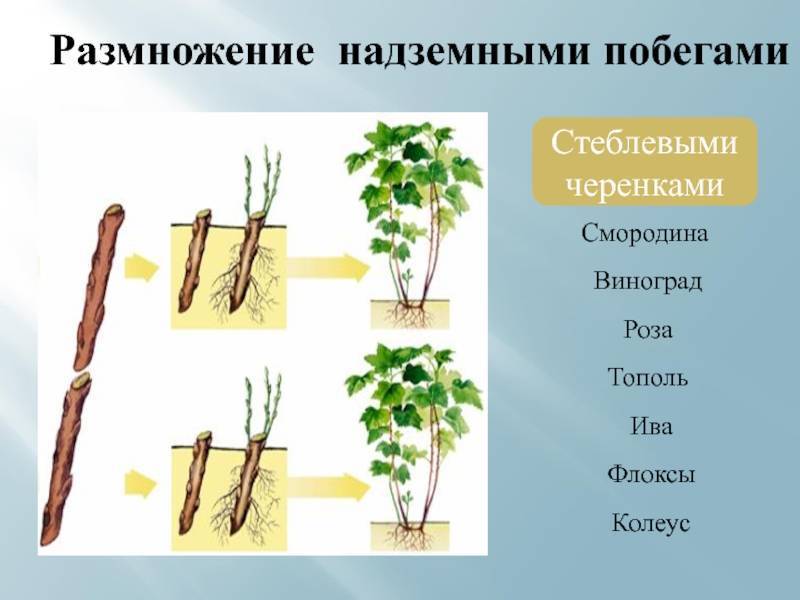 Как размножить флоксы черенками: пошаговое описание