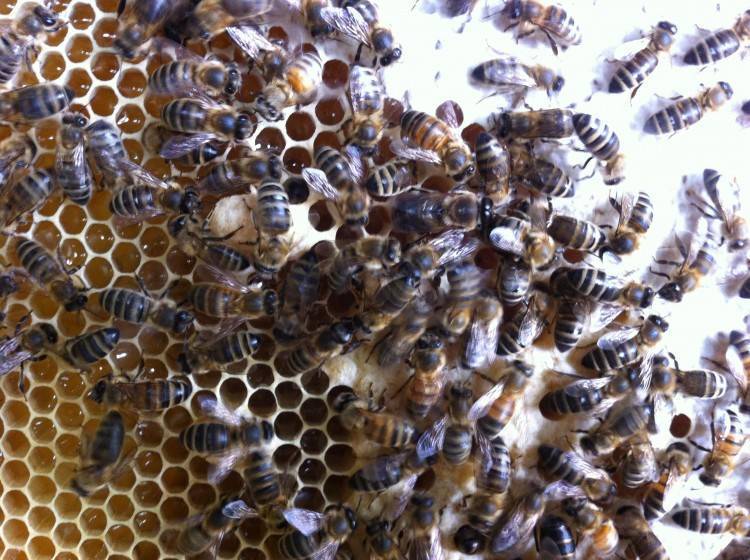 Когда роятся пчелы. Роение пчел. Маточник пчелиный. Роевые маточники у пчел. Пчелы роятся.