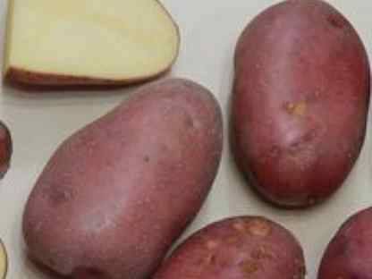 Картофель невский: описание сорта, фото, отзывы об урожайности и характеристика вкусовых качеств, подвид
