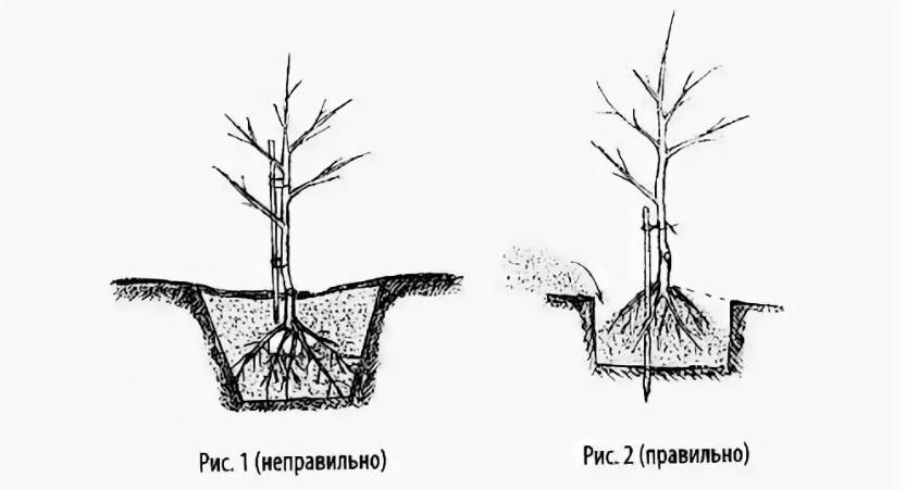 Как посадить яблоню схема