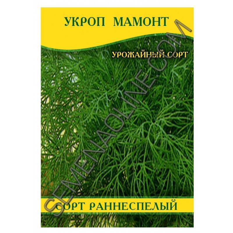 Укроп мамонт: описание, отзывы, выращивание