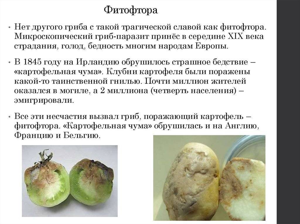 Фитофтороз картофеля – препараты и народные средства для борьбы с фитофторой