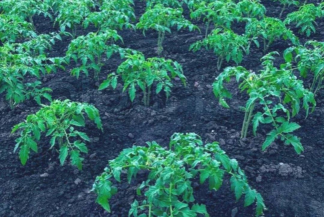 Какие помидоры высаживают в открытый грунт