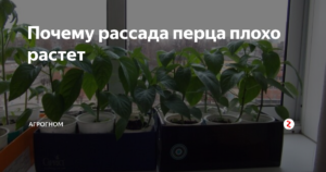 Перец плохо растет. Рассада плохо растет. Если рассада перца плохо растет. Почему перец плохо растет.