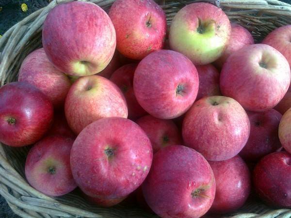 Орловская полосатая яблоня: специфические особенности сорта