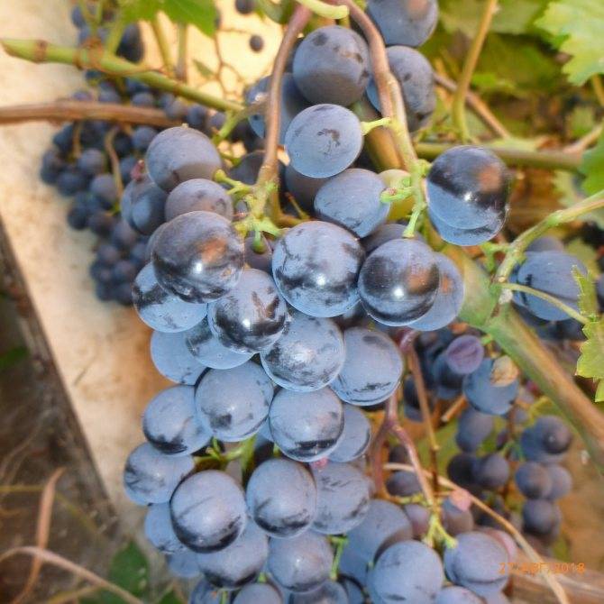 Сорт винограда изабелла – описание и особенности выращивания