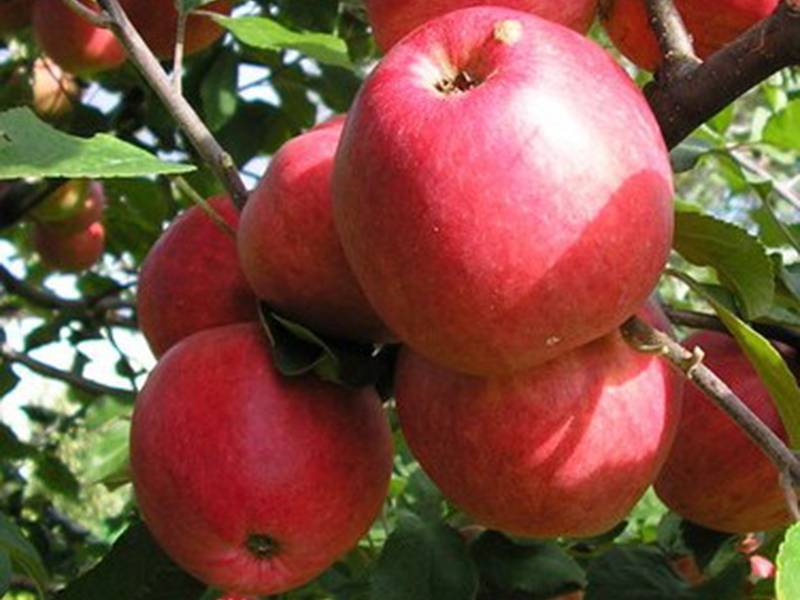 Сорт яблони пепин шафранный фото и описание