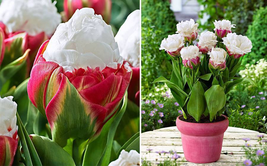 Тюльпаны – виды и сорта