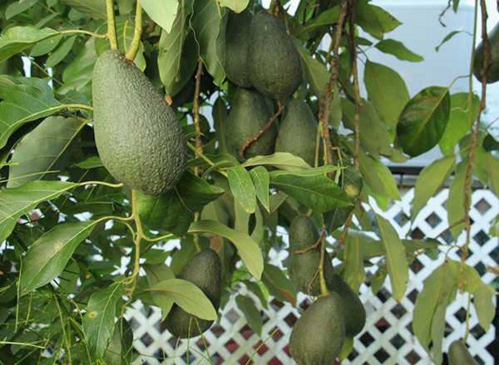 Фрукт авокадо - полезные свойства и противопоказания, фото, как выбрать