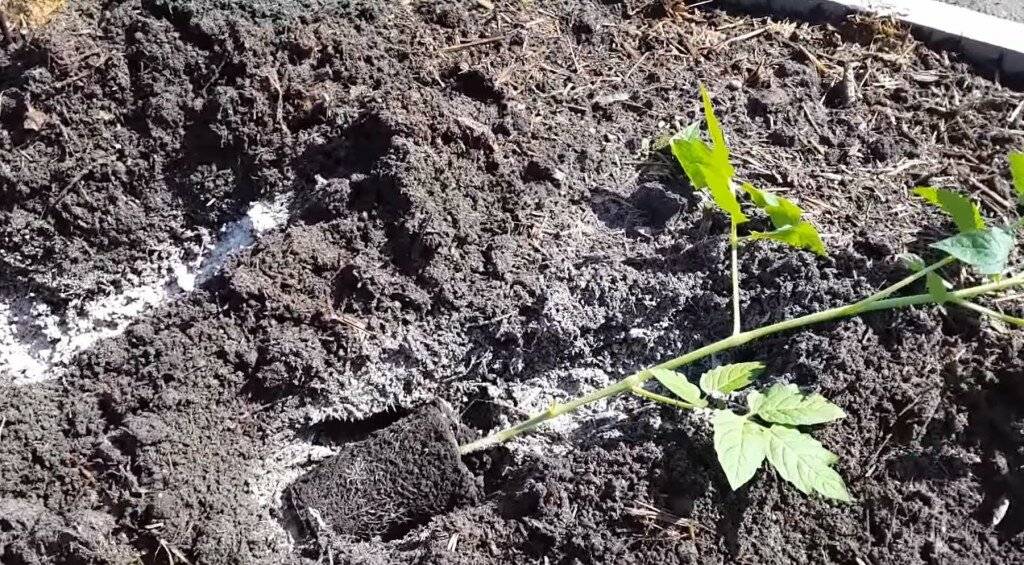 Расстояние между кустами томатов в теплице и открытом грунте: схемы посадки