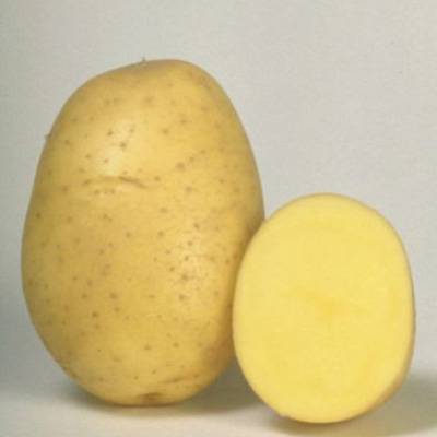 ✅ картофель венеция описание сорта. сорта картофеля - живой-сад.рф