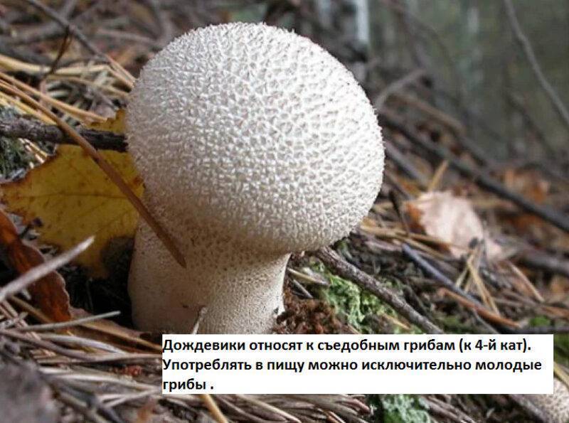 Съедобные грибы подмосковья фото и название и описание в июле
