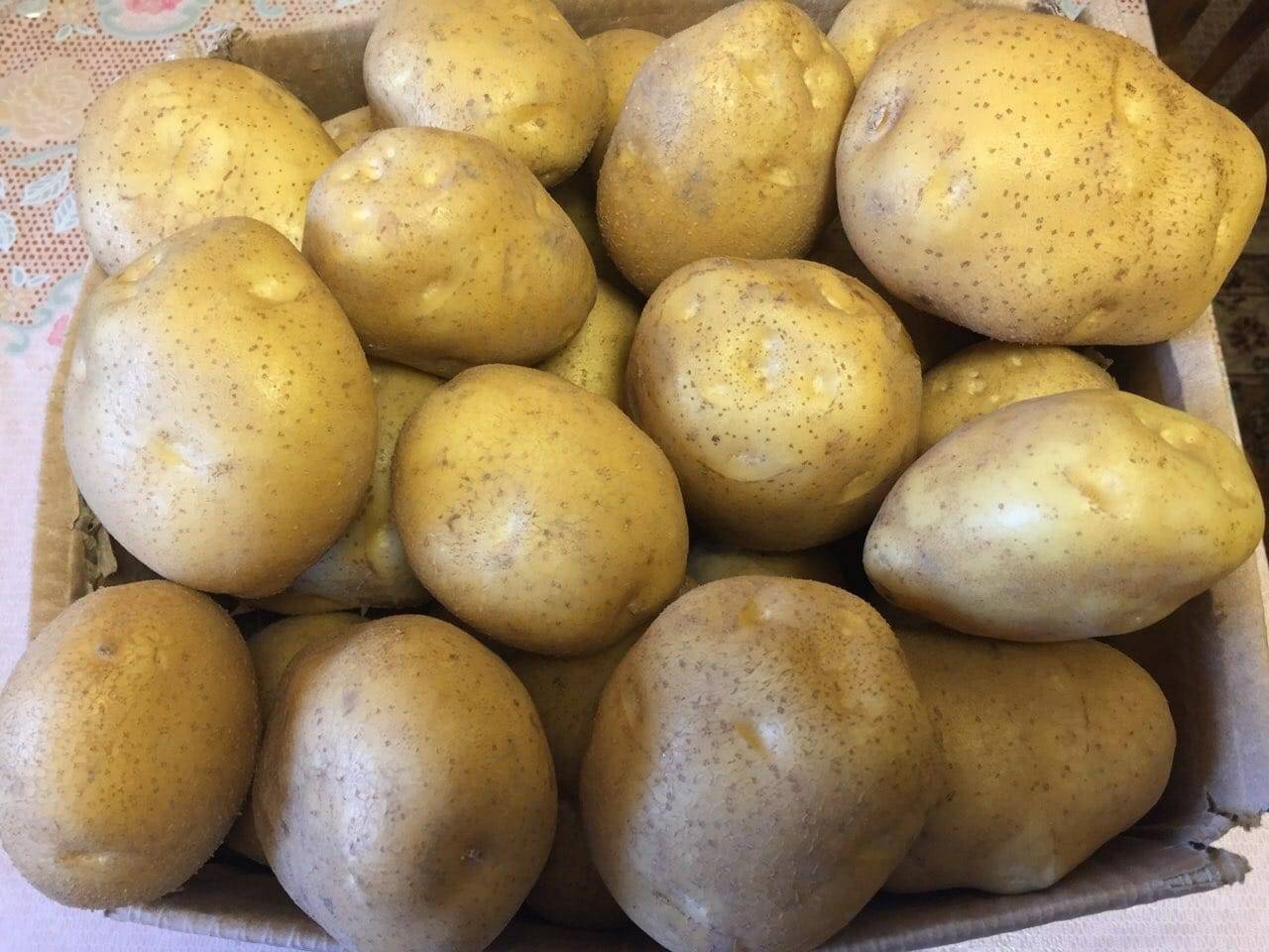 Сорта картофеля для краснодарского края фото и описание