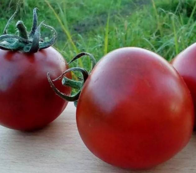 Описание томата с необычной окраской виагра и агротехника выращивания