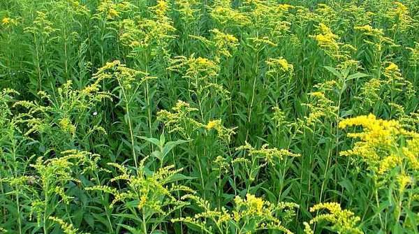 Лечебные свойства золотарника обыкновенного, применение, польза и вред травы
