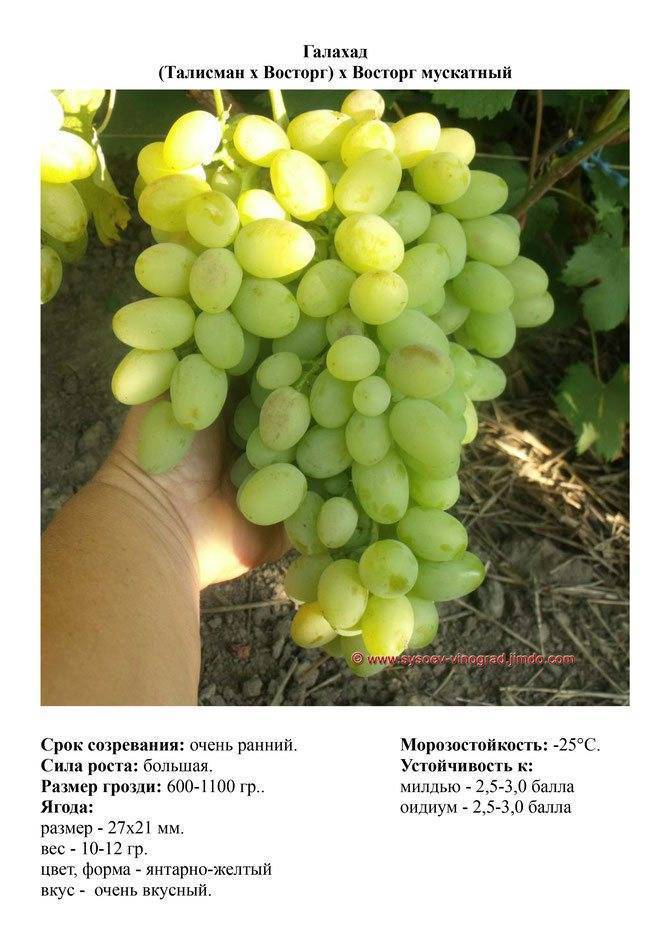 Ранний и стойкий виноград галахад — описание сорта, новинки русской селекции