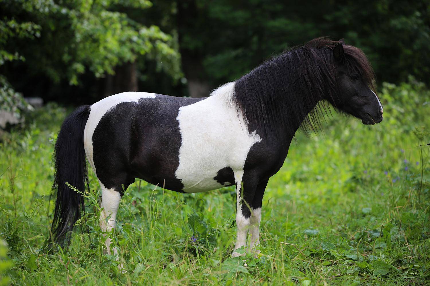 Породы лошадей и пони: названия, описания и фото разных пород лошадей