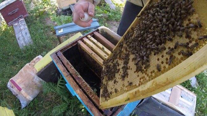 Объединение пчелосемей через газету и по сходням.