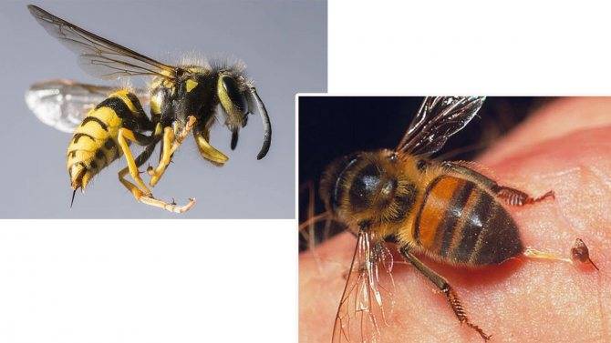 Чем отличается оса от пчелы: различия на фото с описаниями