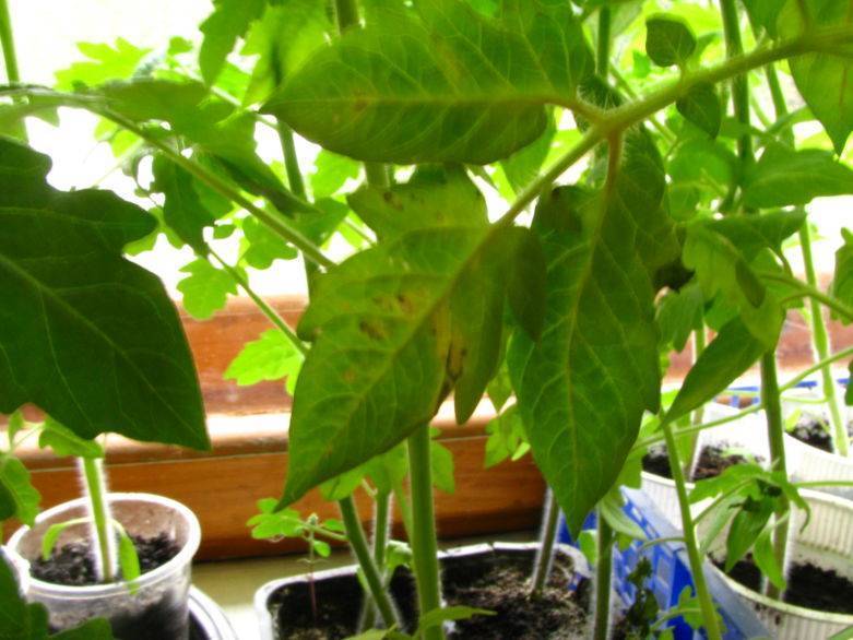 Почему желтеют и сохнут листья у помидоров: основные причины, чем подкормить