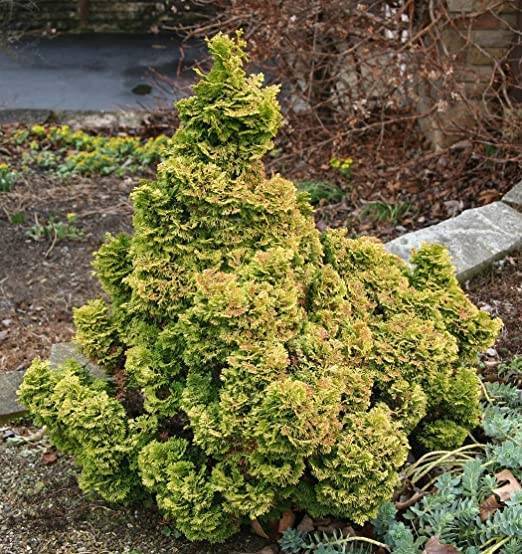 Кипарисовик нана грацилис, татсуми голд, аврора, рашахиба