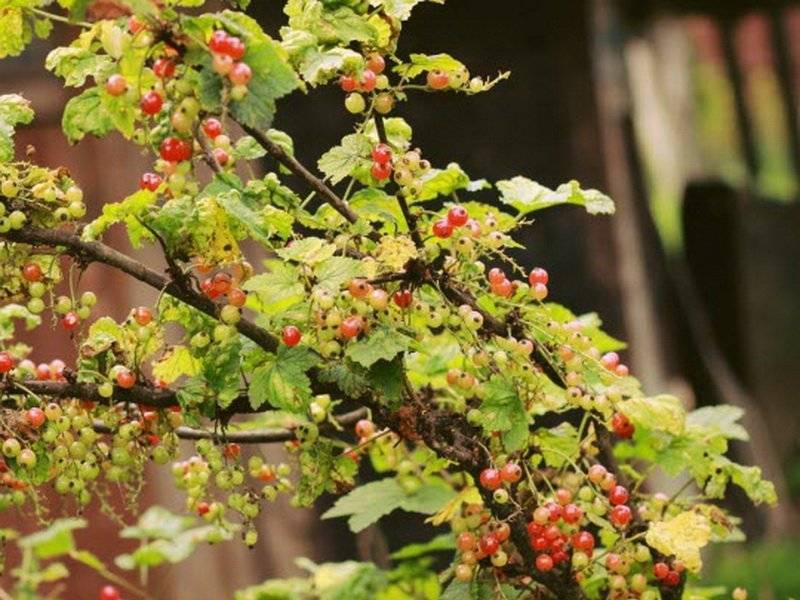 Листья смородины сохнут – что делать?
