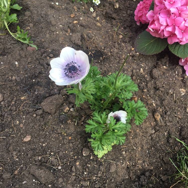 Анемона цветок выращивание и уход в открытом грунте фото