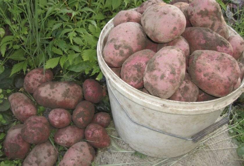 Сорт картофеля «родриго»