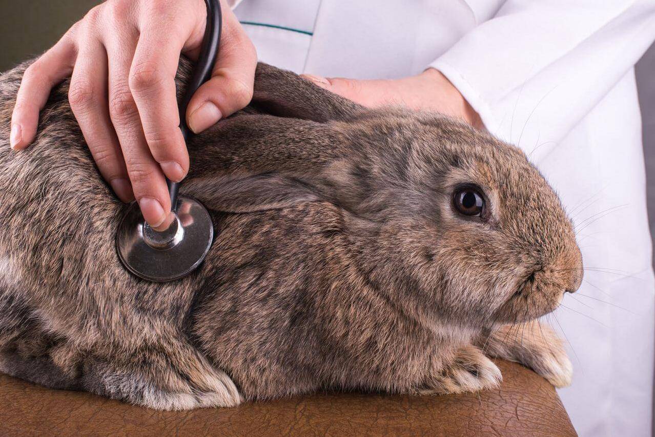 Болезни кроликов -  виды заболеваний, симптомы, лечение.