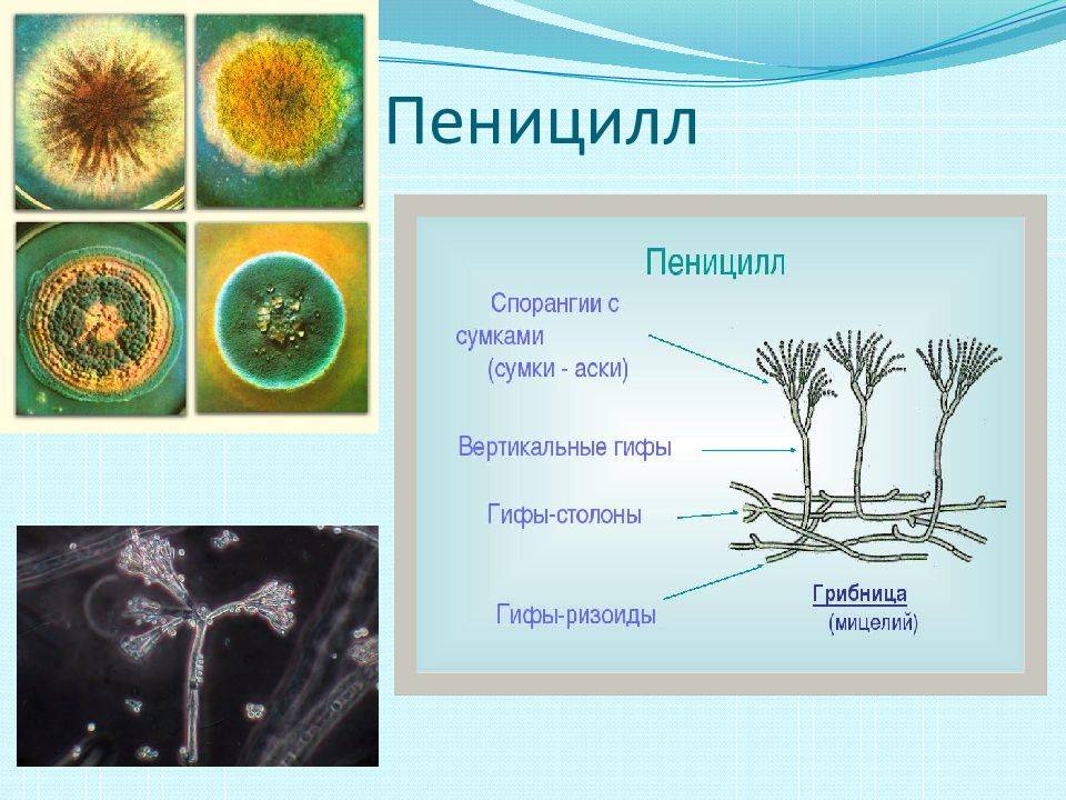 Строение пеницилла рисунок