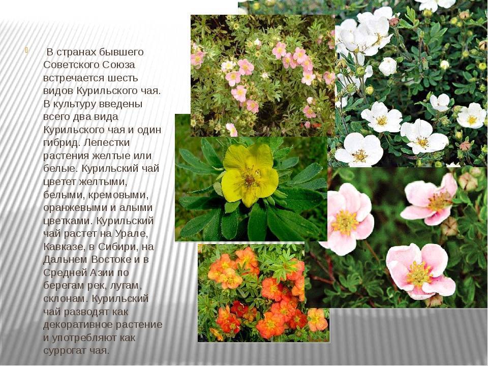 Лапчатка кустарниковая – уход и выращивание, сорта с фото