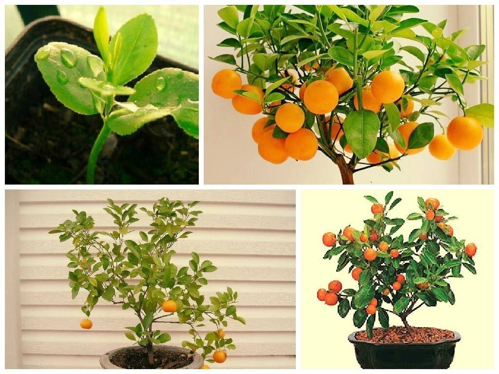 Выращиваем апельсин из косточки покупного плода дома